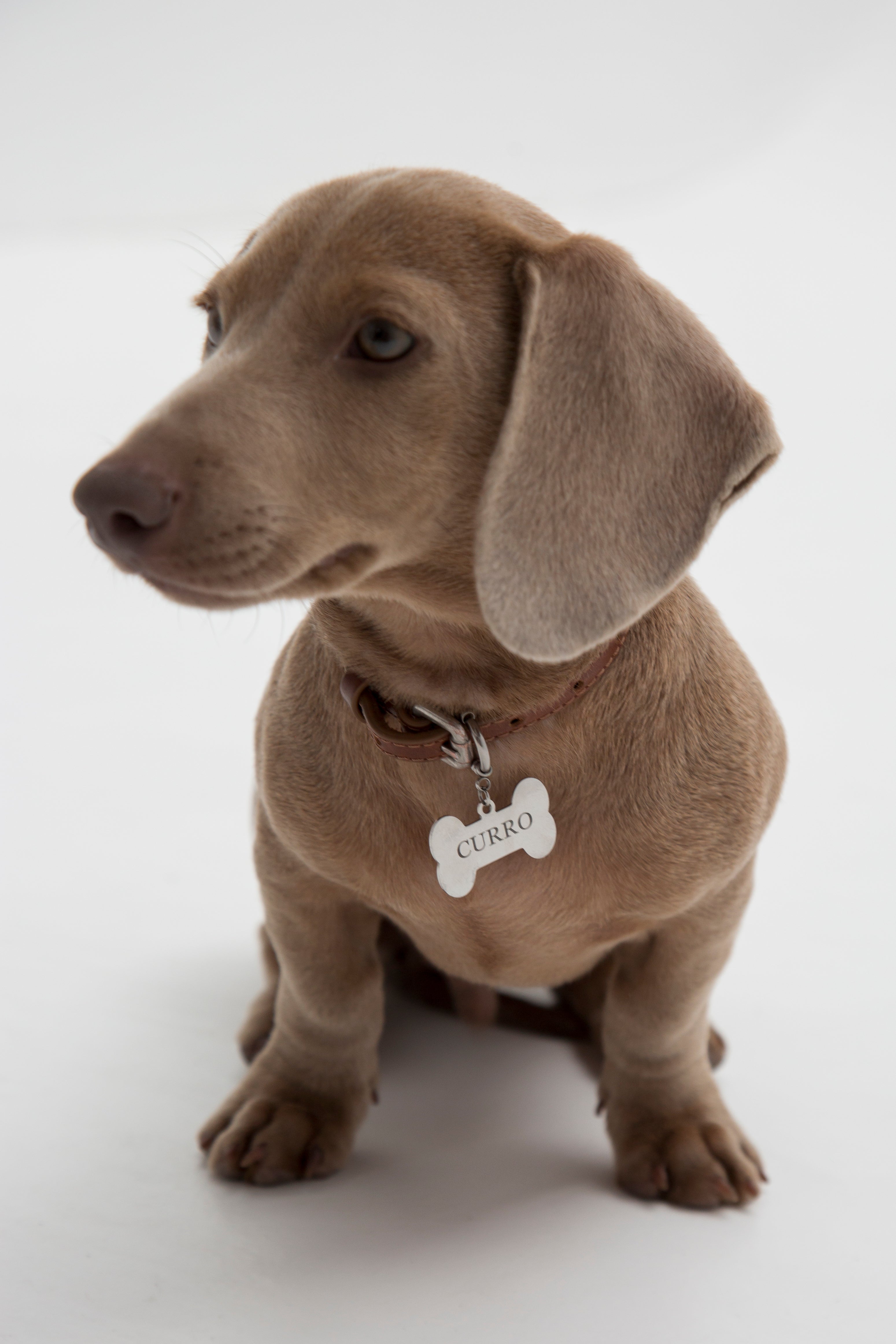 Chapita Personalizable Dog