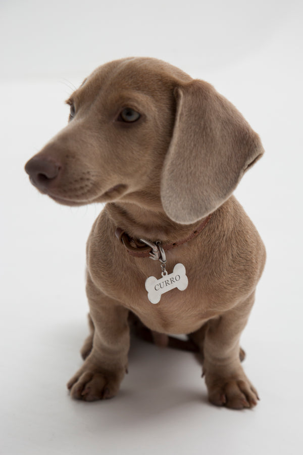 Customizable Pet Badge 🐾